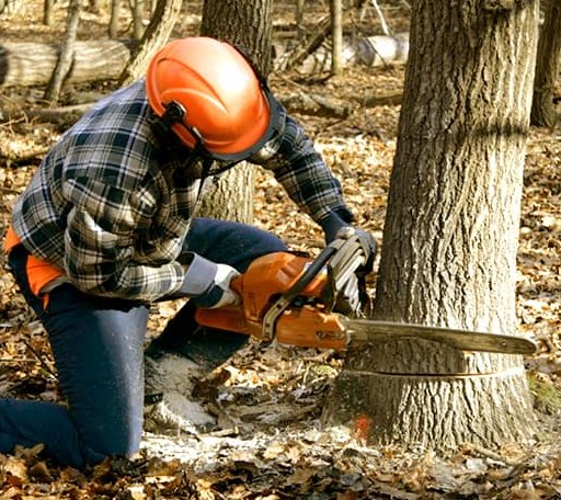 Tree Removal in Bird City, KS